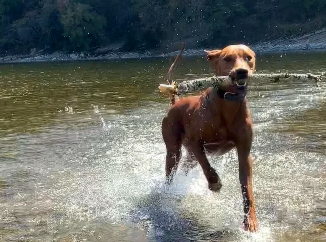 Hond welkom bij La Croix des Forges
