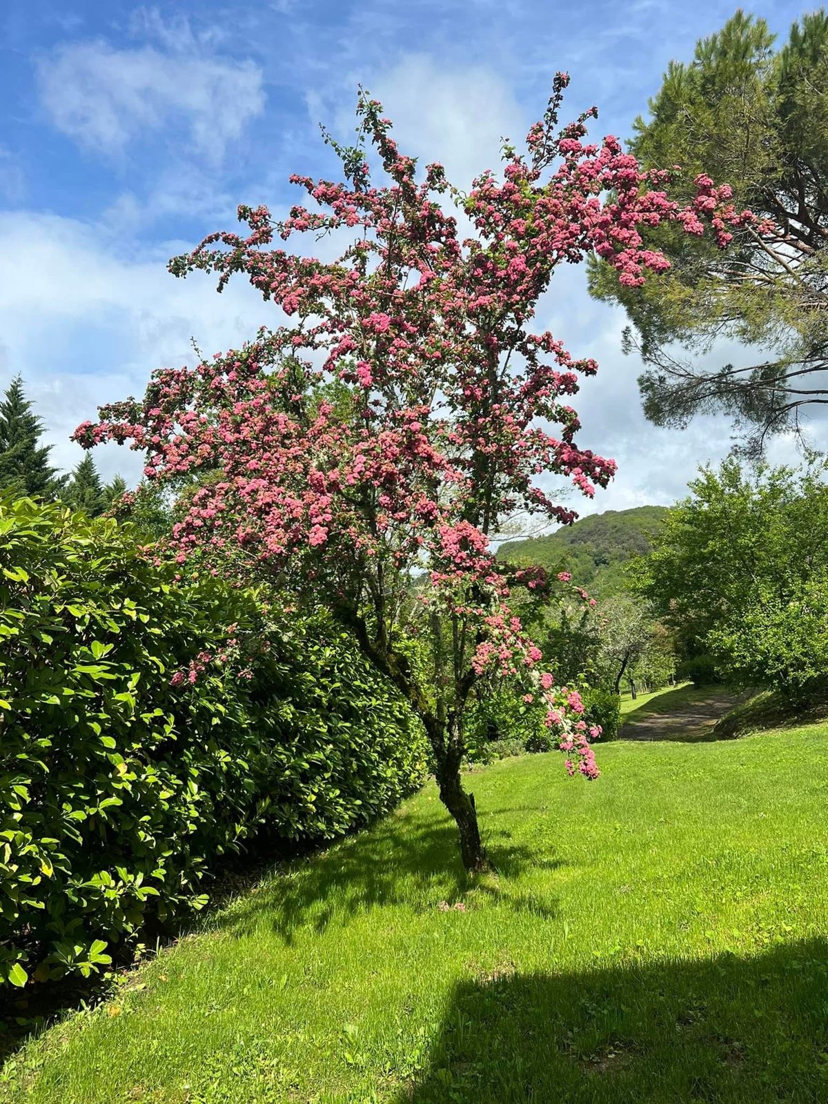 Bloeiende meidoorn in de tuin